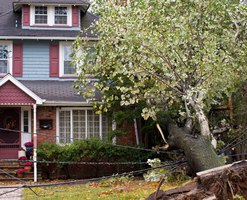 House and sidewalk damaged by falling tree