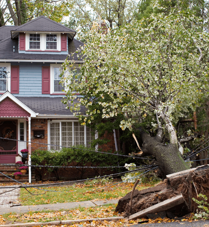 House and sidewalk damaged by falling tree